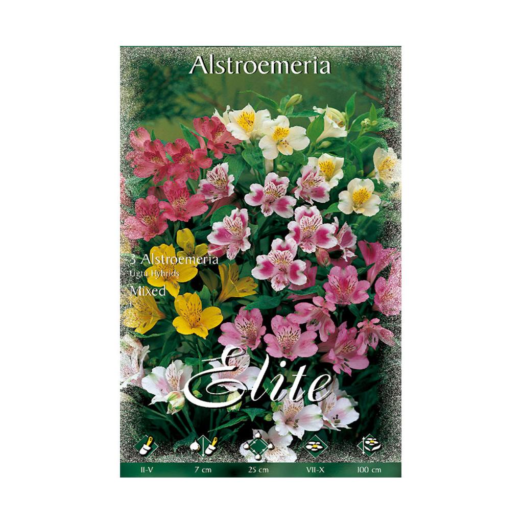 Bulbe Alstroemeria mélange 3 pièces