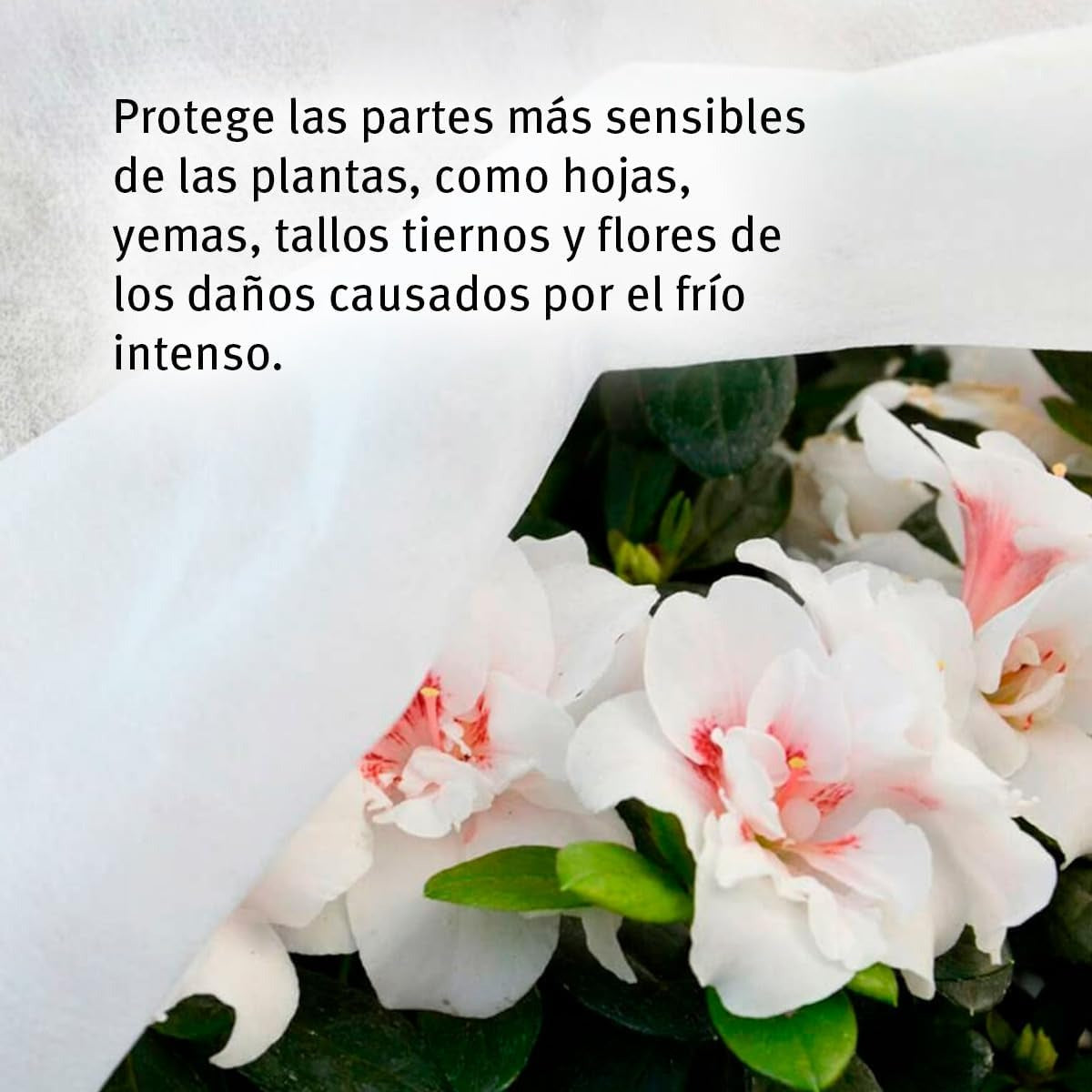 Biotop frost protection crop cover 4 x 10 m 17 g/m²