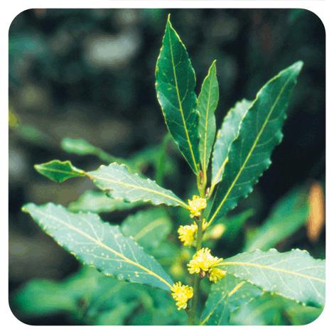 Ätherisches Öl Lorbeer Pranarôm 5 ml