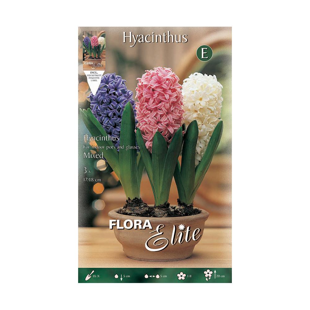 Indoor hyacinth bulb mix, 3 pcs