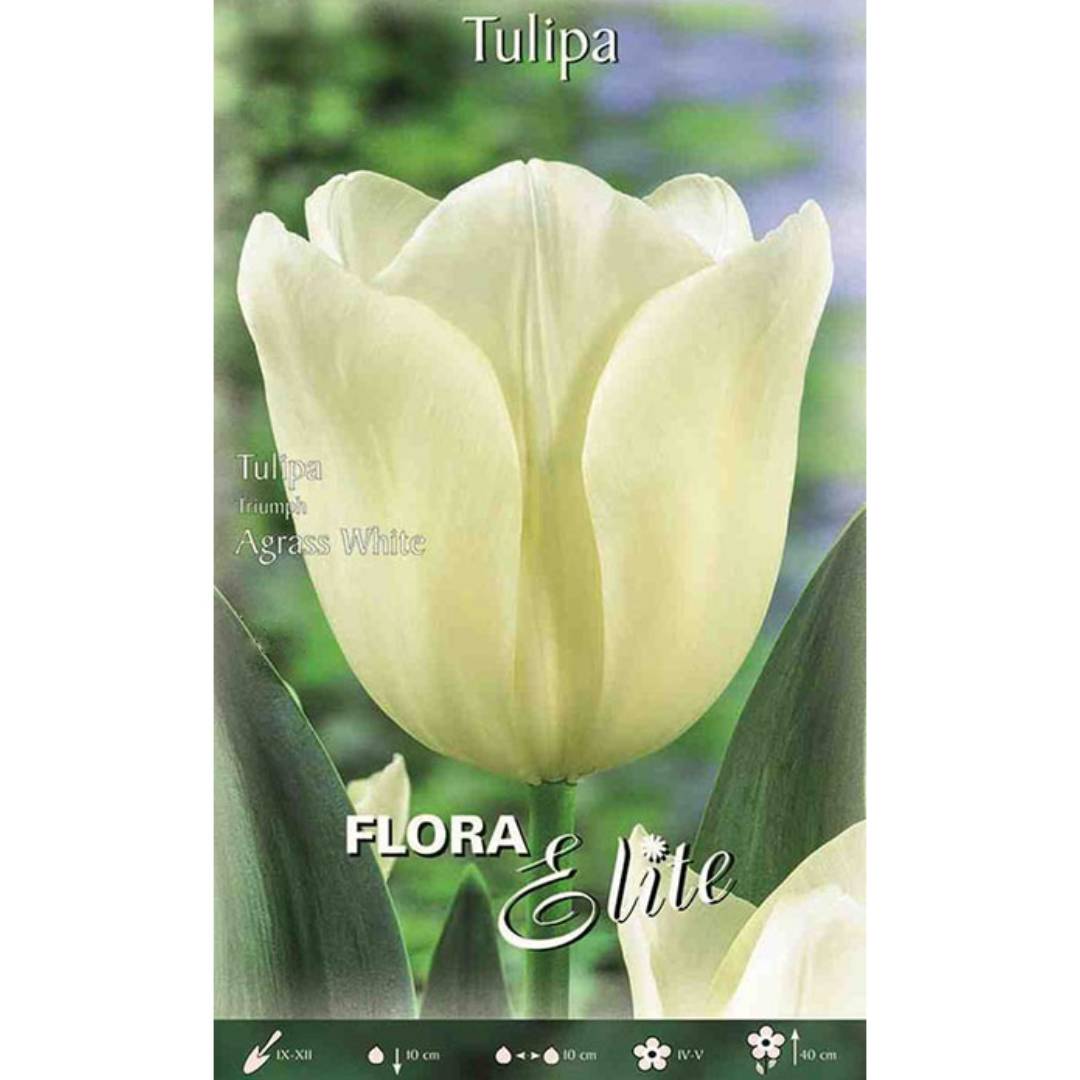 Witte tulpenbollen 7 stuks