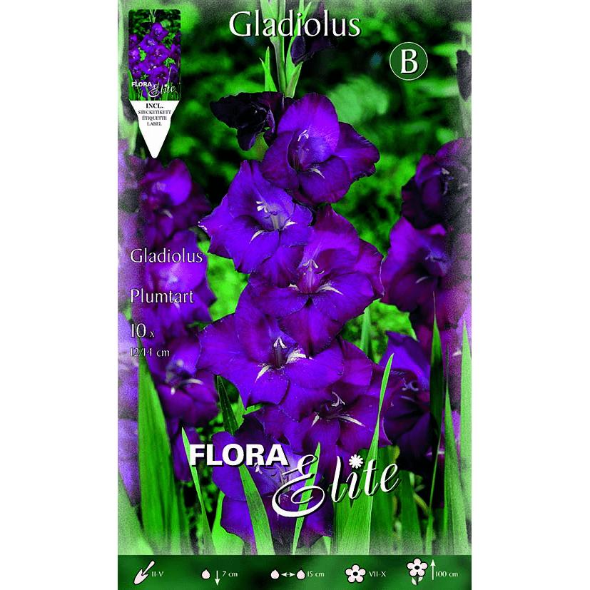 Bulbes de glaïeuls lilas 10 unités