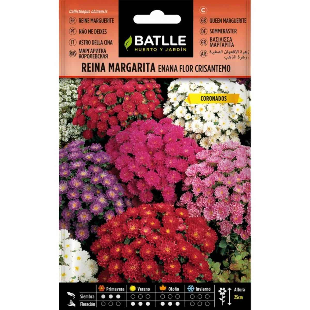 Graines de marguerite naine fleur chrysanthème Batlle