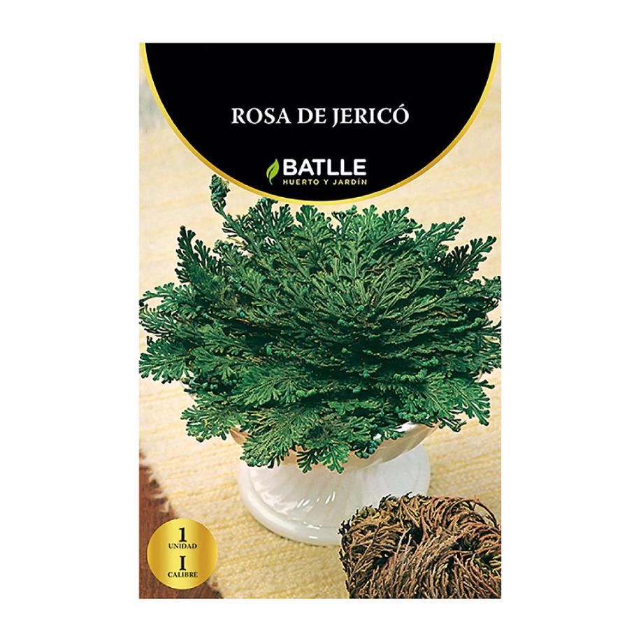 Rosa di Gerico Batlle 1 pz