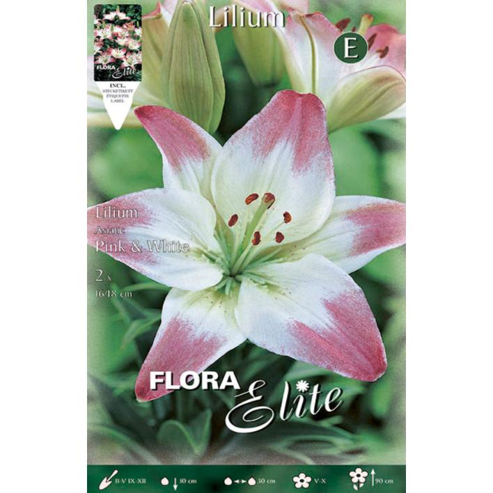 White Lilium Asiatic bulb with pink edge, 2 pcs