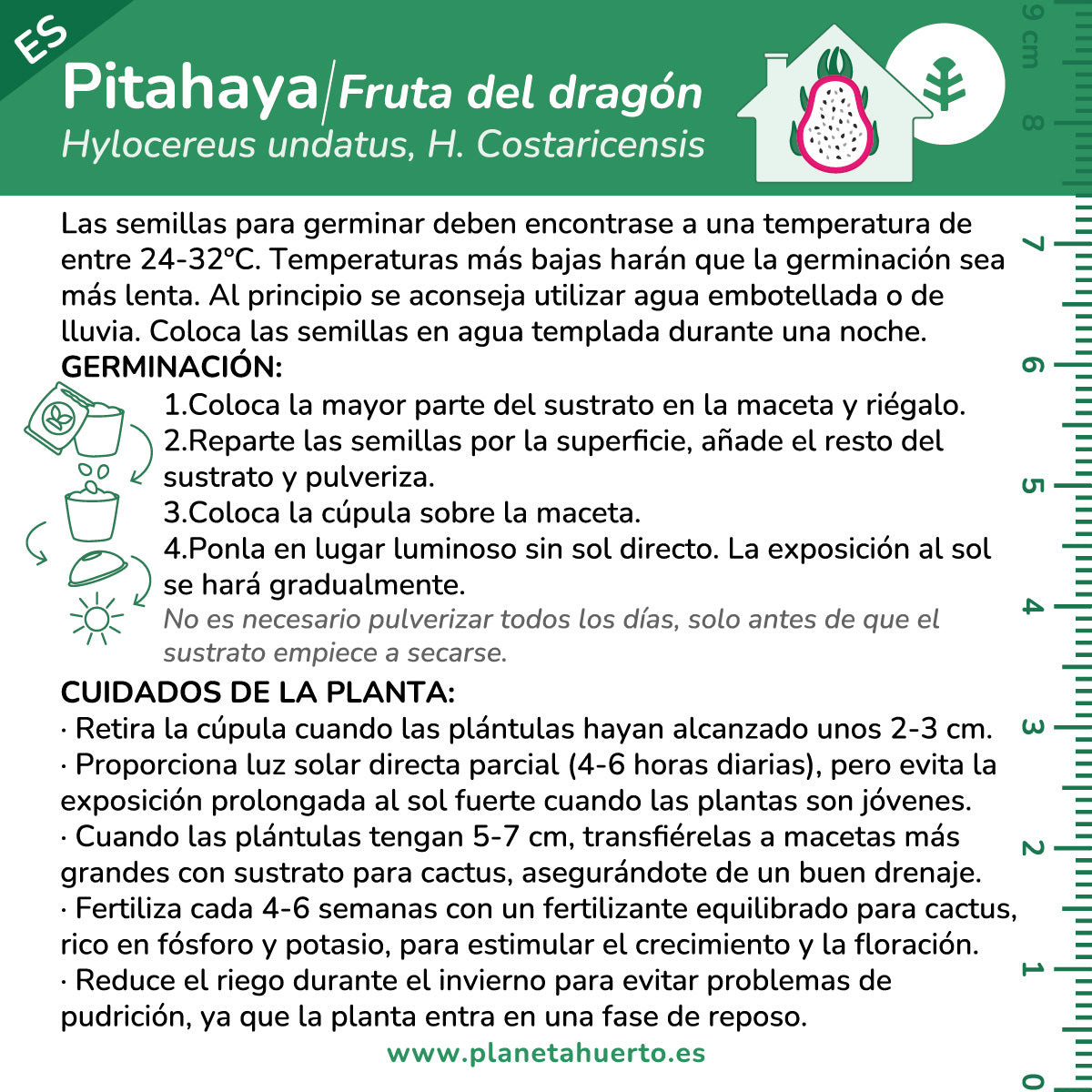 Pitahaya zelfkweekkit voor drakenvruchten Planeta Huerto