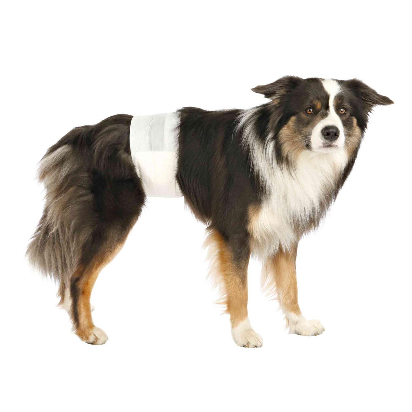 Trixie 12 Windeln für Rüden L-XL 60-80 cm