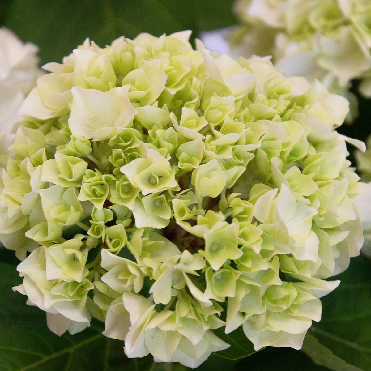 Witte hortensia 50-60 cm