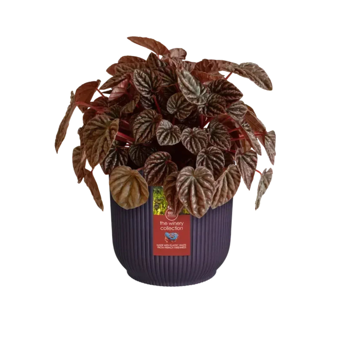 Recycelter Blumentopf Winery violett Elho 18 cm