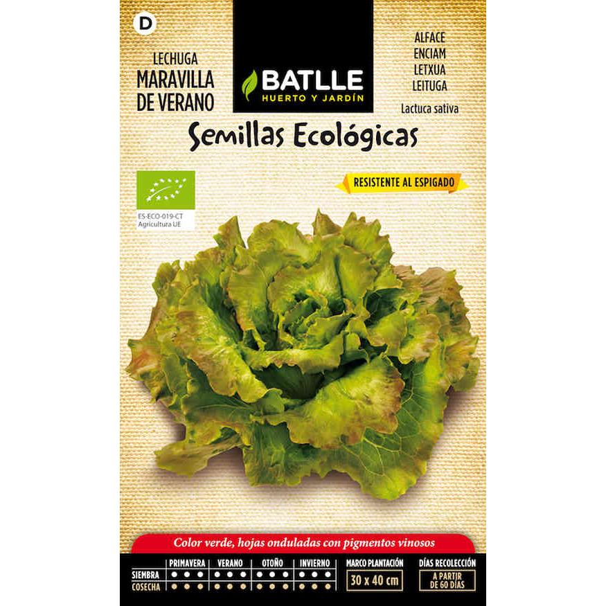Graines biologiques de laitue merveille d'été