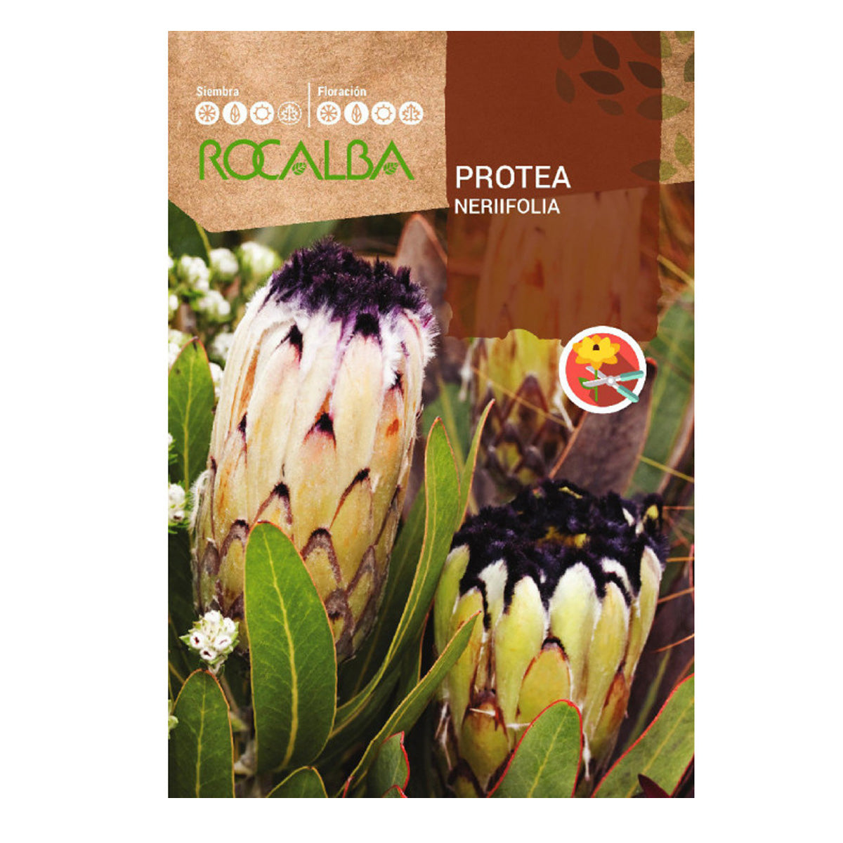 Zaden van Protea Nerifolia, Rocalba