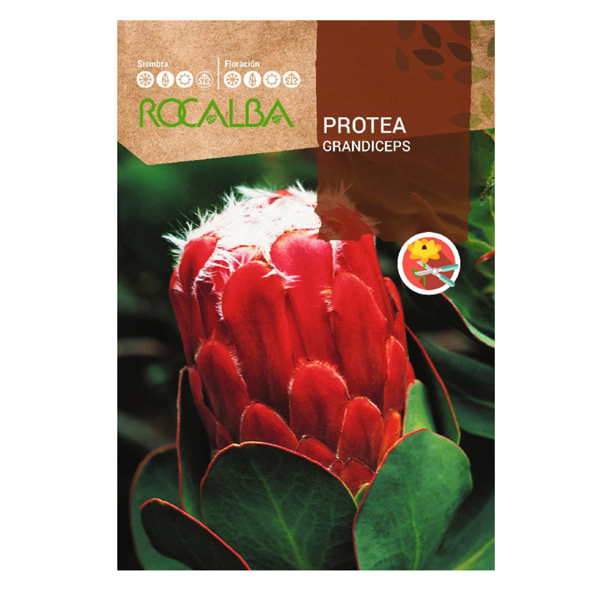 Protea Grandiceps seeds, Rocalba
