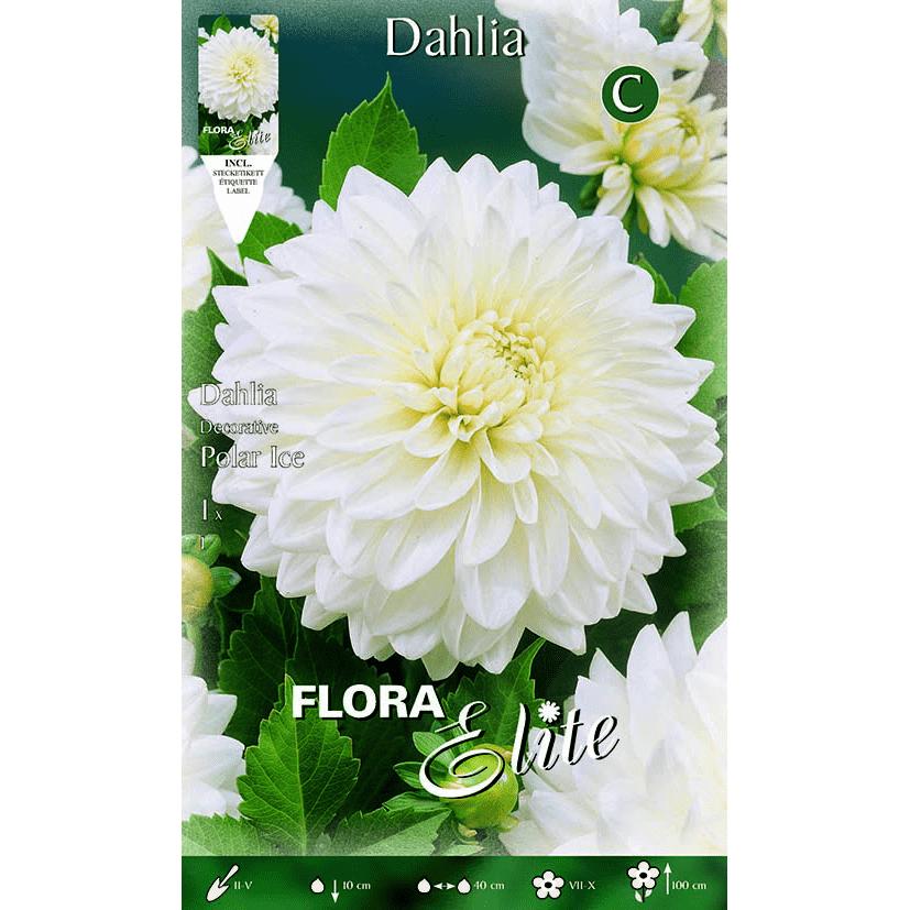 Bulbo di dalia decorativa bianco puro 1 pz