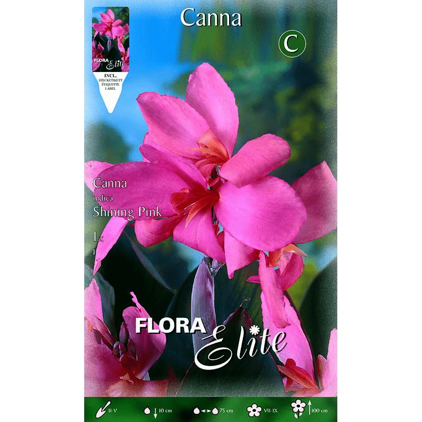 Bulbo Canna rosa foglia verde 1 pz