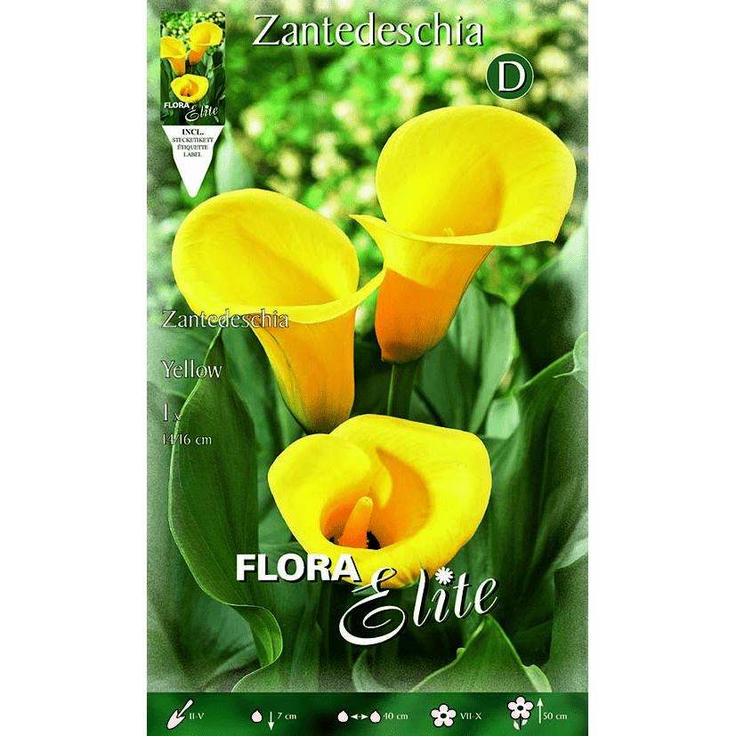 Bulbe de calla jaune 1 unité