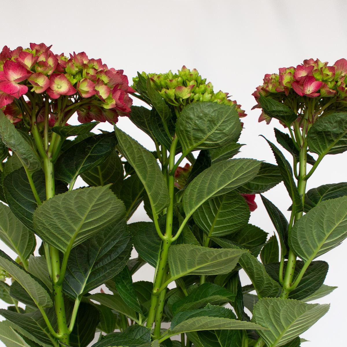 Hortensie Fuchsie 50-60 cm