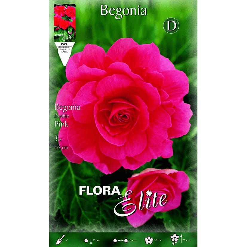 Double Pink Begonia Bulb 3 pcs