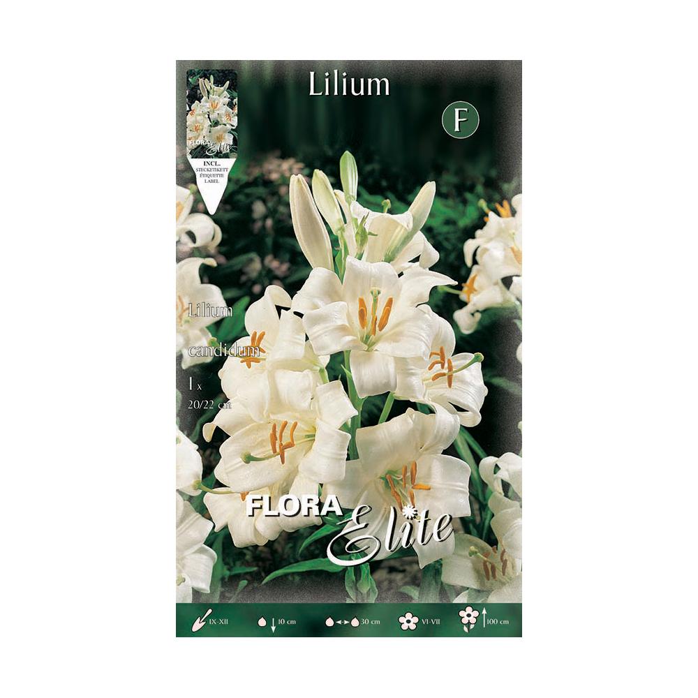Lilium candicum Lily Bulb 1 pc
