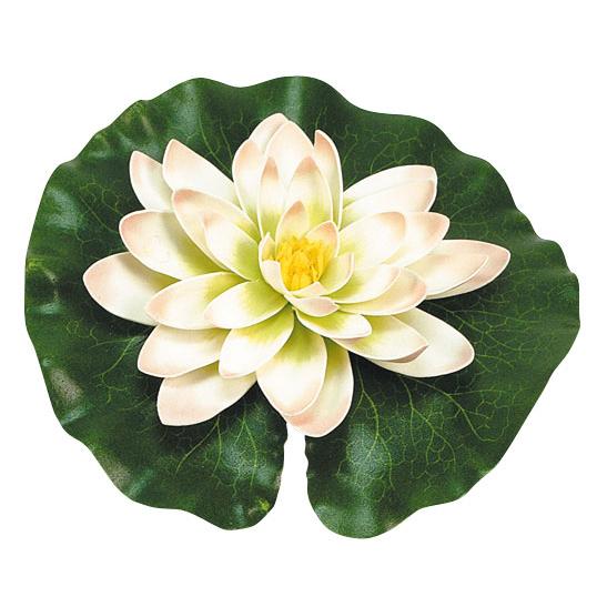 White water lily with drops