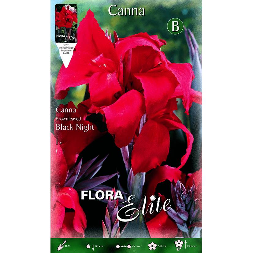 Bulbo di canna rossa foglia verde 1 pz