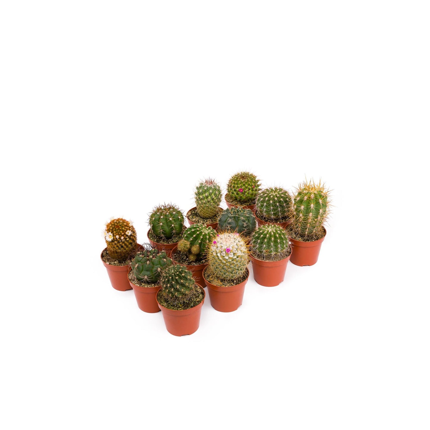 Vassoio per cactus 8,5 cm 12 und