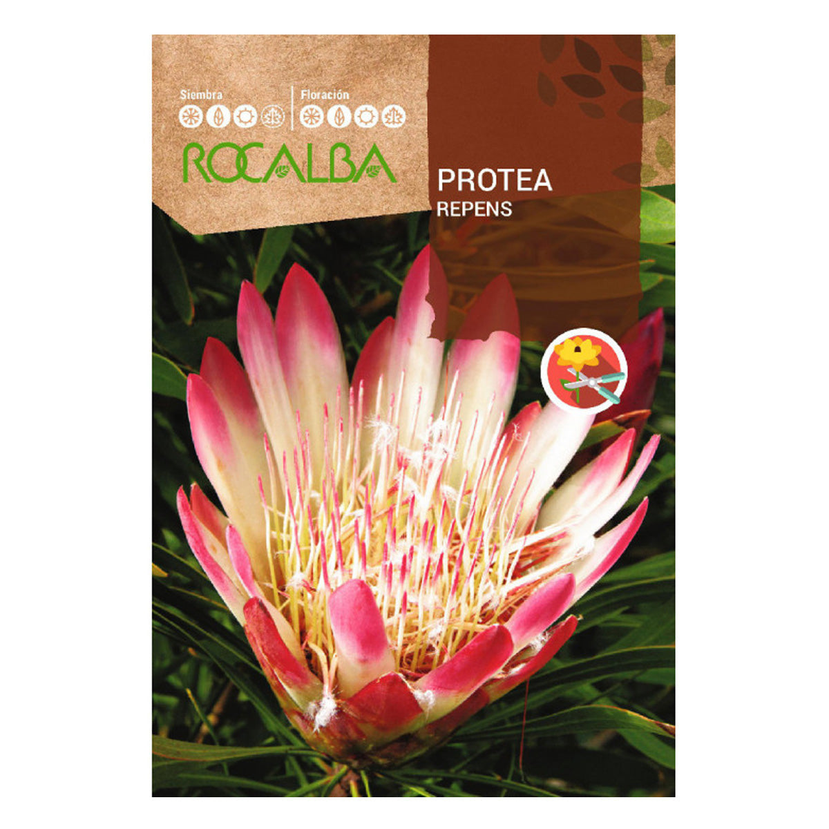 Semi di Protea Repens, Rocalba