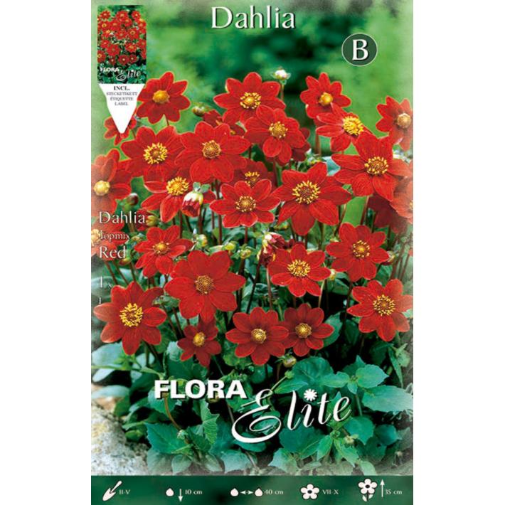 Bulbo di dalia Baby rossa 1 pz