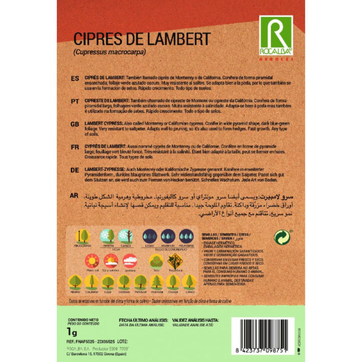 Samen der Lambert-Zypresse Macrocarpa-Zypressen