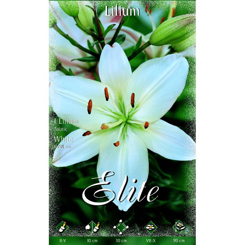 Bulbo Lilium asiatico bianco 2 pz