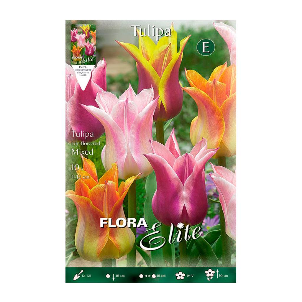 Tulpenzwiebeln Lilie-Mischung 7 Stück