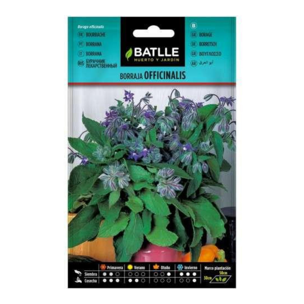 Samen von Borretsch officinalis Batlle