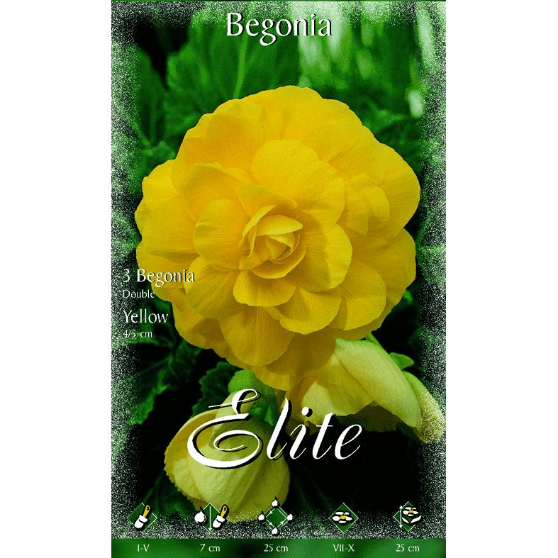 Begonienknolle doppelt gelb 3 Stück
