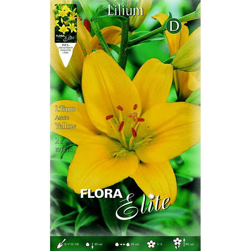 Bulbo Lilium asiatico giallo 2 pz