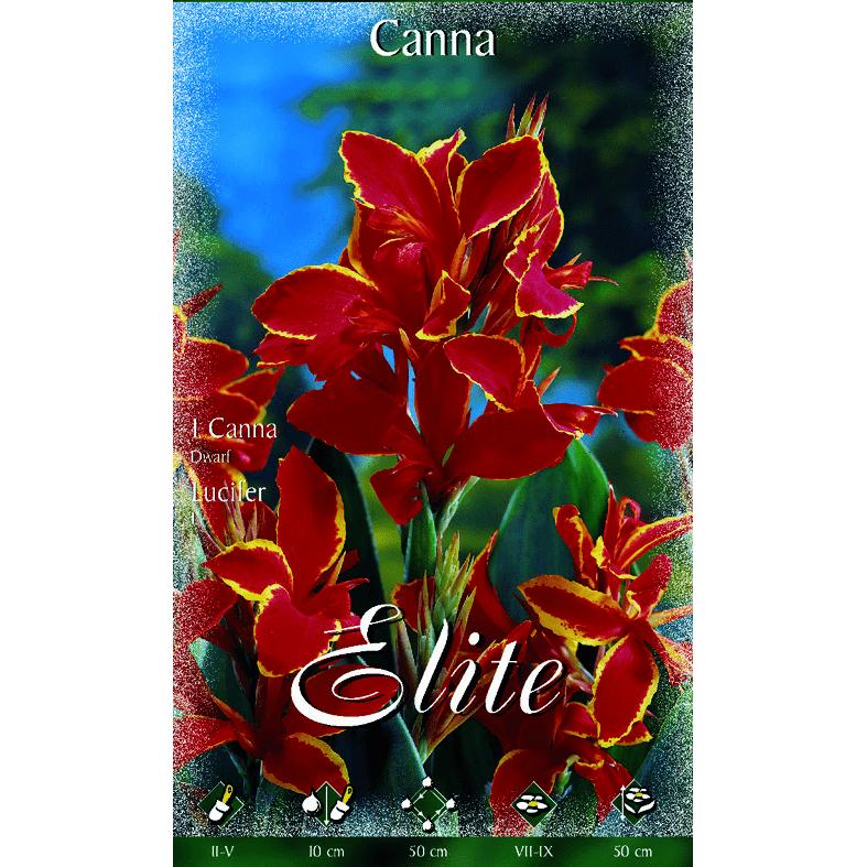 Zwiebel Canna rot mit gelbem Rand und dunklem Blatt