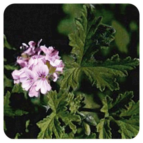 Olejek eteryczny z geranium egipskiego Pranarôm 10 ml
