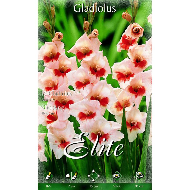 Gladiolenbollen crème met rood hart 10 stuks