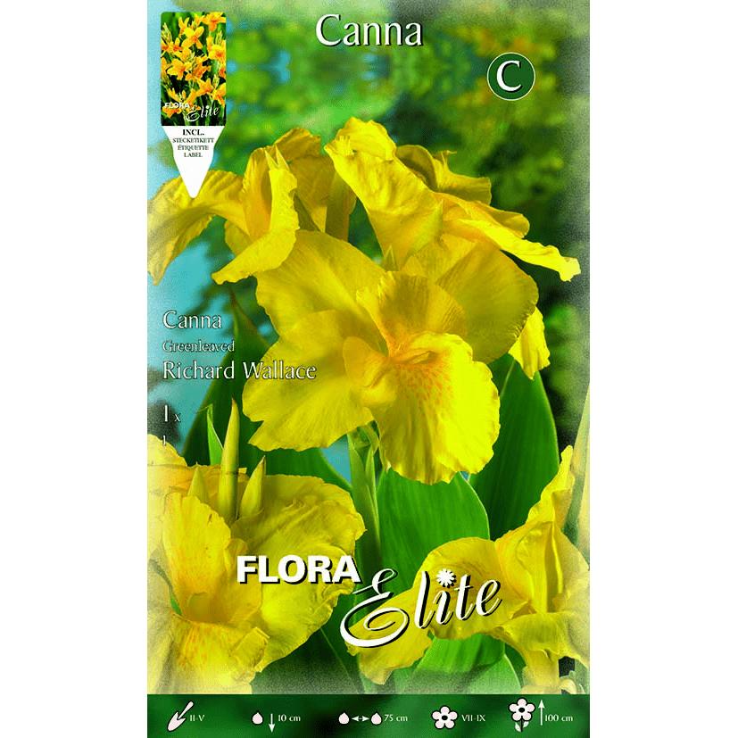 Gele Canna-bol met donker blad 1 stuk