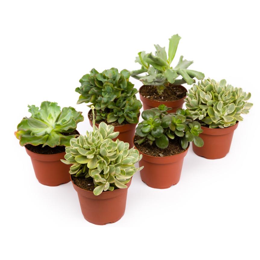 Jednostka Crasas 8,5 cm