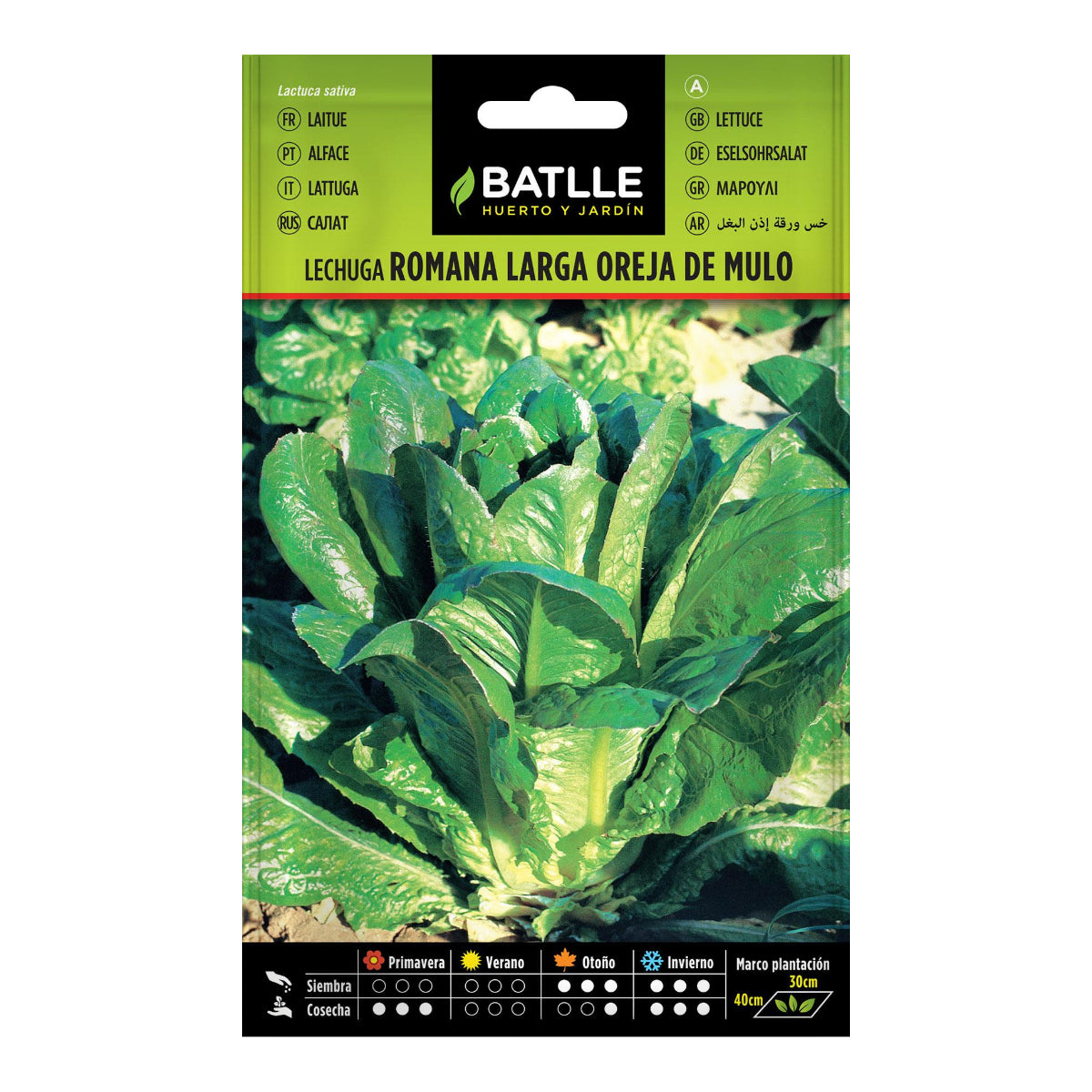 Samen für Langblättrigen Römersalat