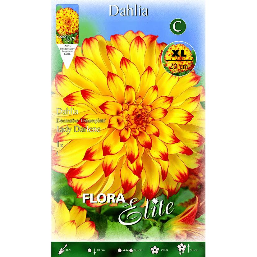 Yellow decorative dahlia bulb with red tip