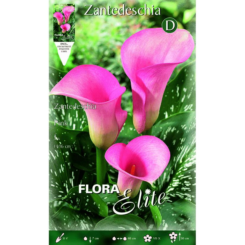Bulbo Calla rosa 1 pz