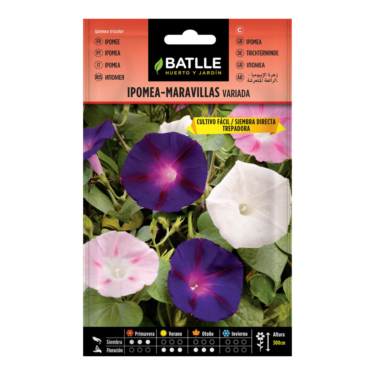 Graines d'Ipomea variées Batlle