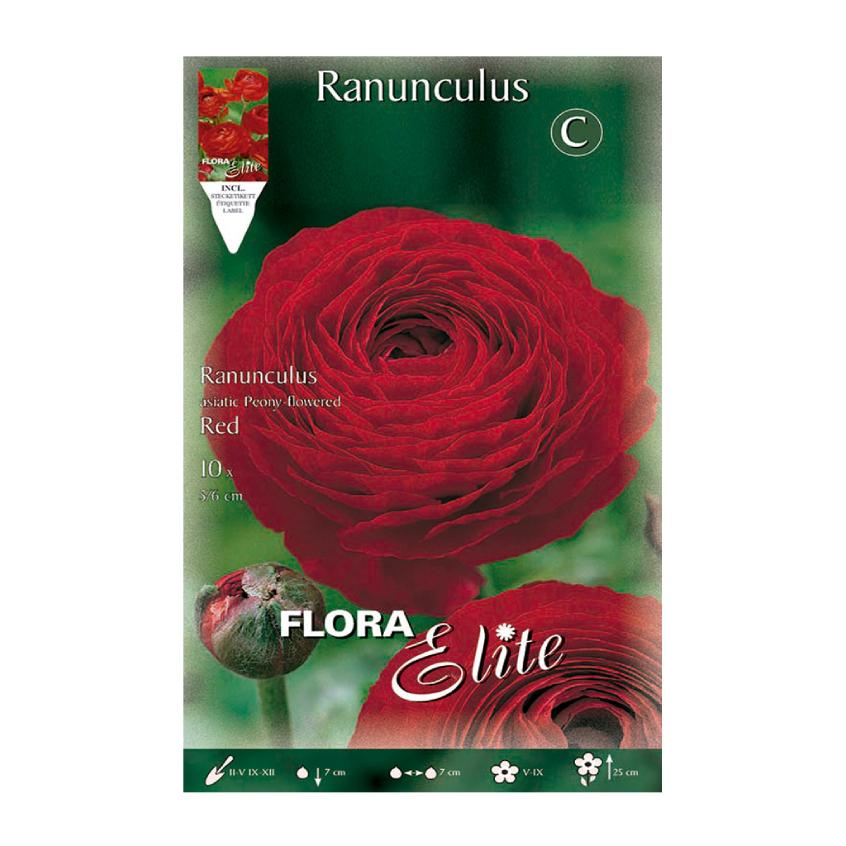 Rote Ranunkelknollen 10 Stück