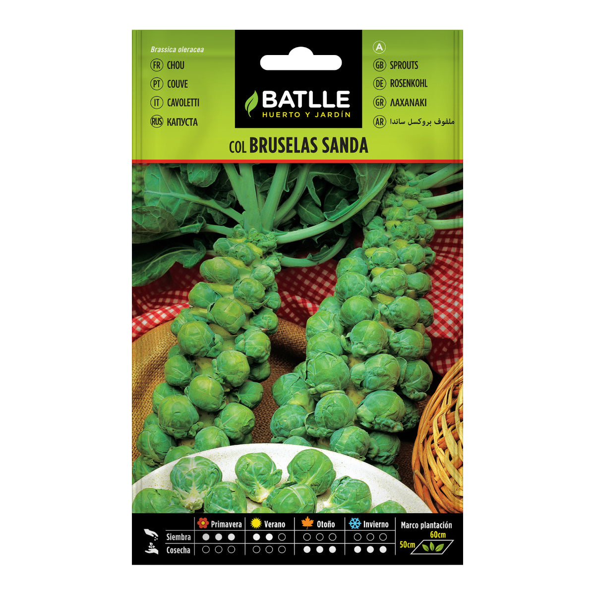 Graines de choux de Bruxelles Sanda Batlle