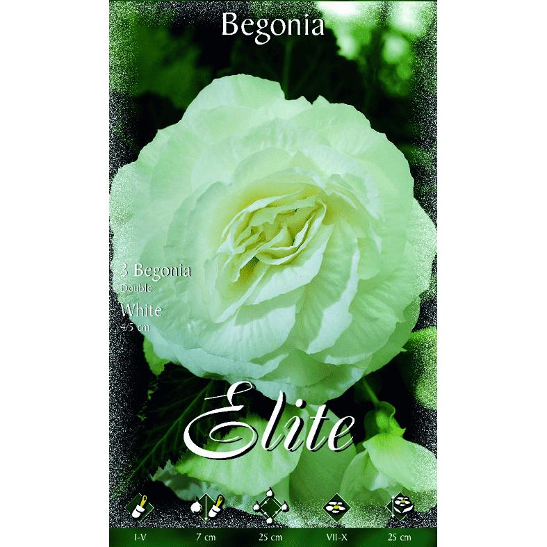 Double white begonia bulb, 3 units