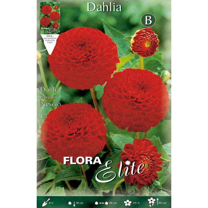 Bulbo di dalia Pom Pom rossa 1 pz
