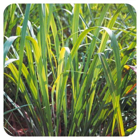 Eterisk olja Citronella från Java Pranarôm 10 ml