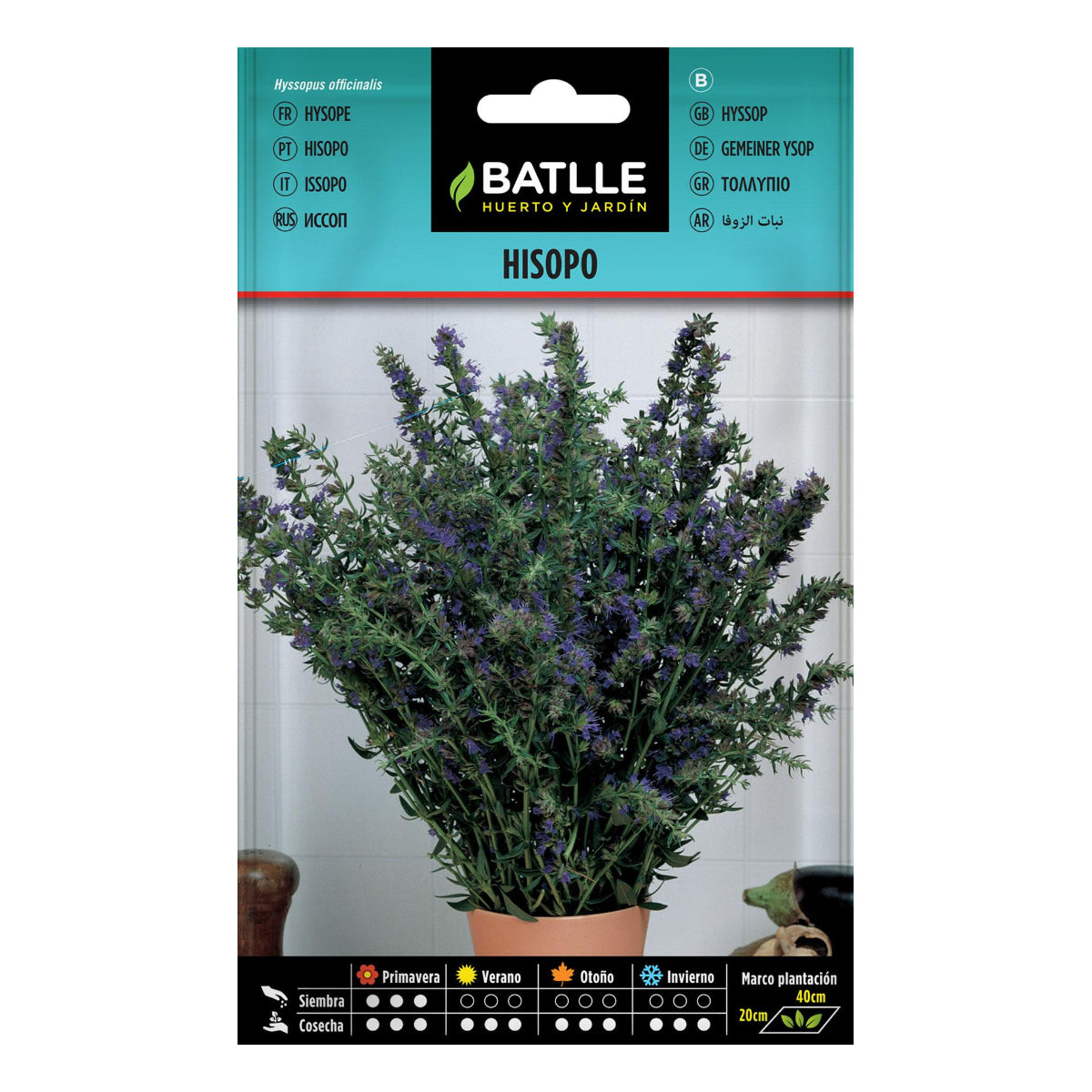 Hyssop seeds Batlle