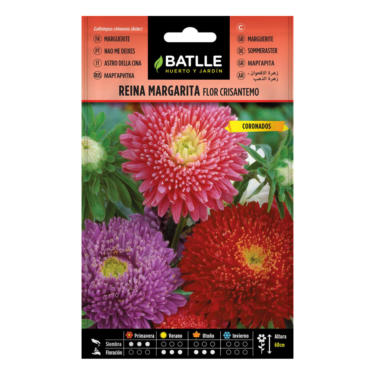 Samen der Margeritenblume Chrysantheme Batlle