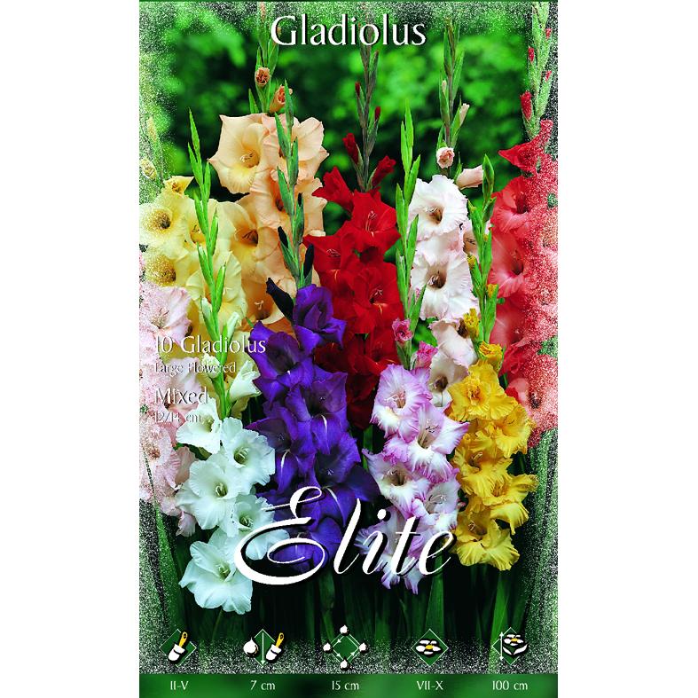 Gladiolus Bulb Mix 10 pcs